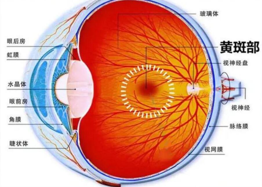 【科普】什么是原發(fā)性視網(wǎng)膜色素變性